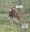 HET EEUWIG JEUKENDE ZELF