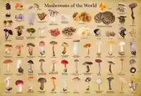 MUSHROOMS OF THE WORLD - 1000 PIECE JIGSAW PUZZLE: FOR ADULT