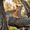 Big Cats 2027