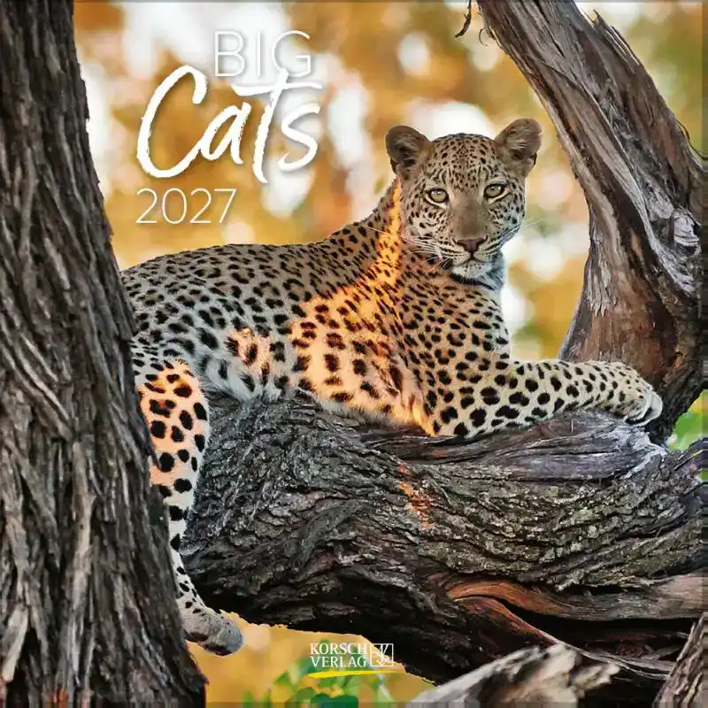 Big Cats 2027