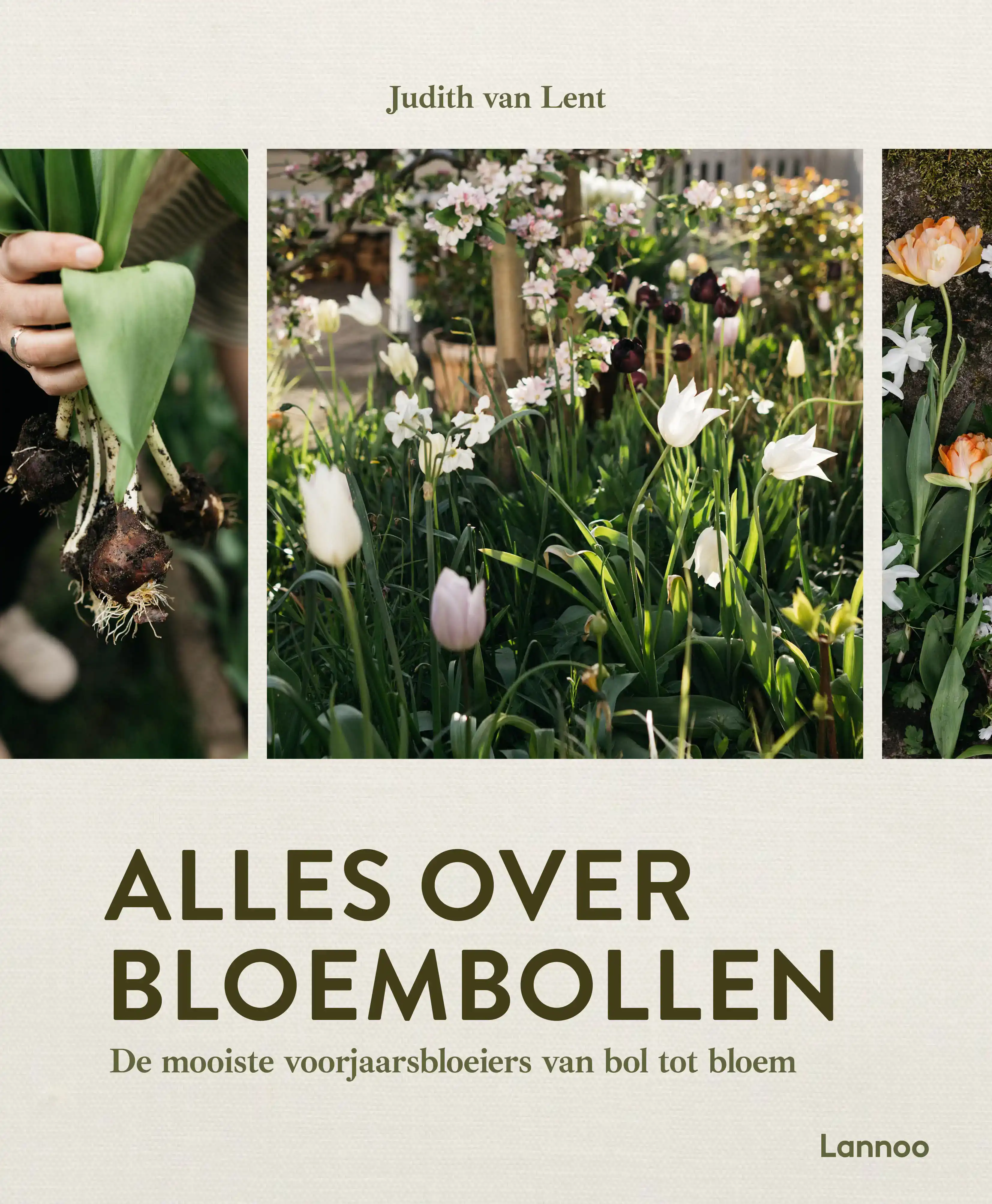 ALLES OVER BLOEMBOLLEN