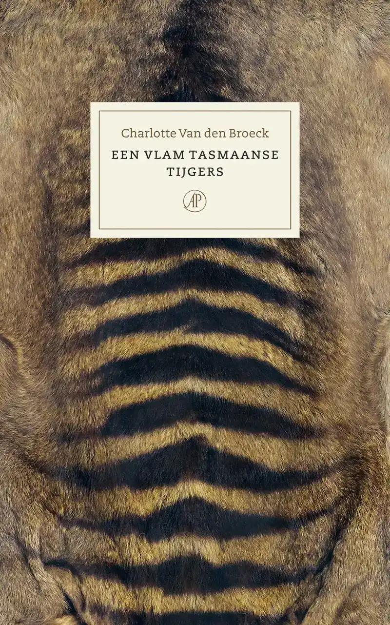 EEN VLAM TASMAANSE TIJGERS