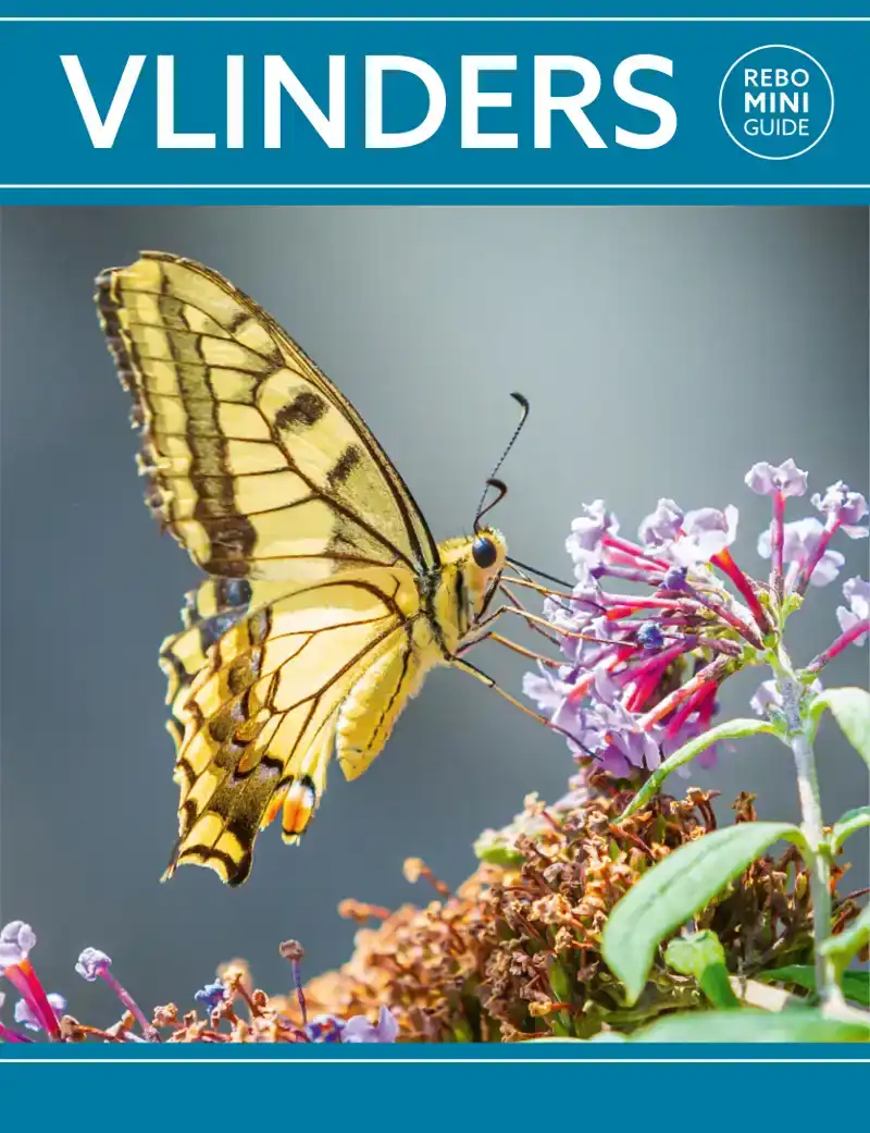 REBO MINI GUIDE - VLINDERS