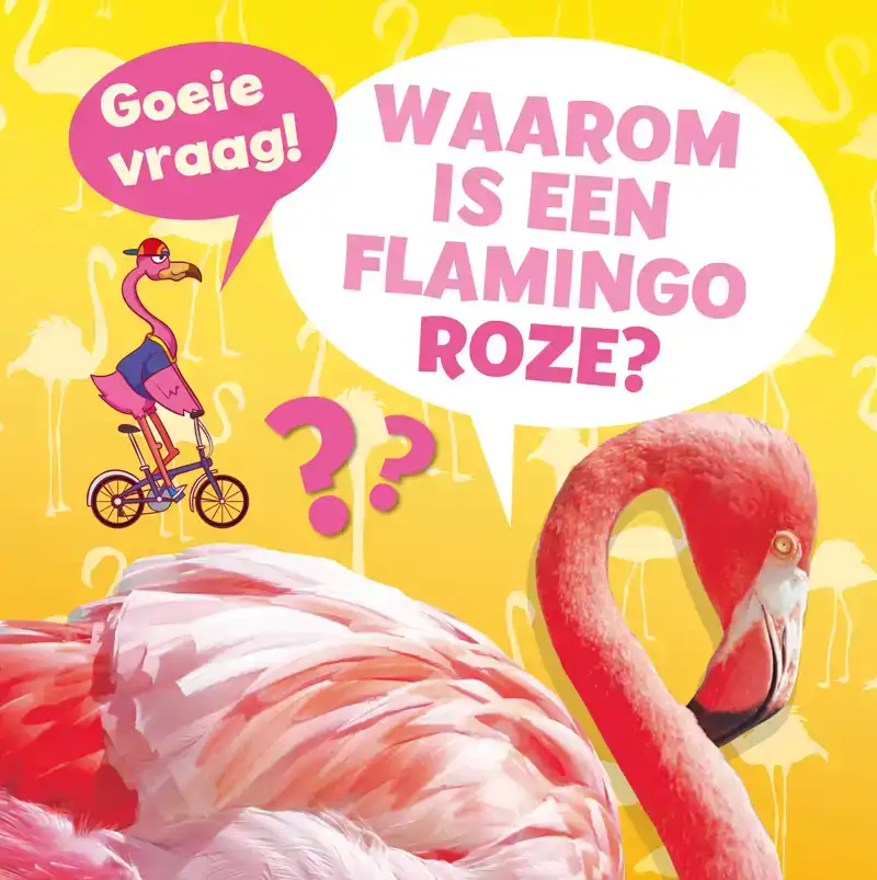 WAAROM IS EEN FLAMINGO ROZE?