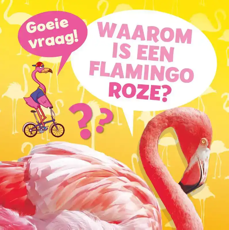 WAAROM IS EEN FLAMINGO ROZE?