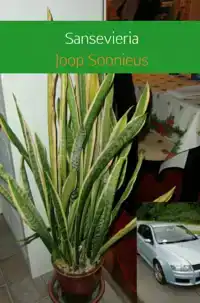 SANSEVIERIA