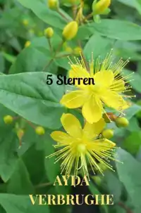 5 STERREN