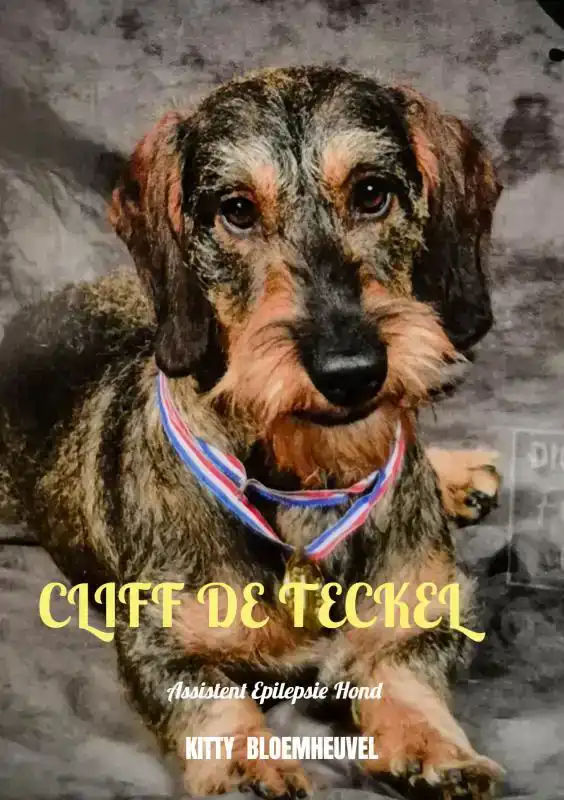 CLIFF DE TECKEL, EEN HOND VAN GOUD