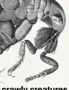 CRAWLY CREATURES