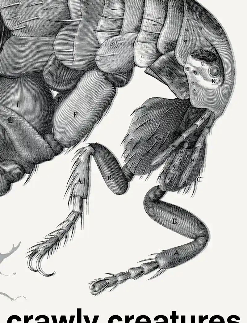 CRAWLY CREATURES