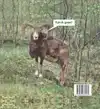 HET EEUWIG JEUKENDE ZELF