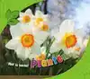 PLANTEN