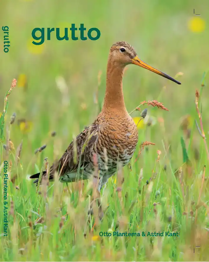 GRUTTO