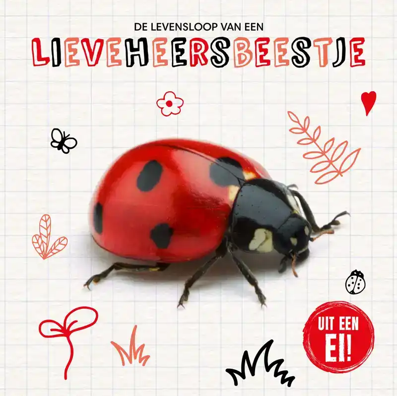 DE LEVENSLOOP VAN EEN LIEVEHEERSBEESTJE