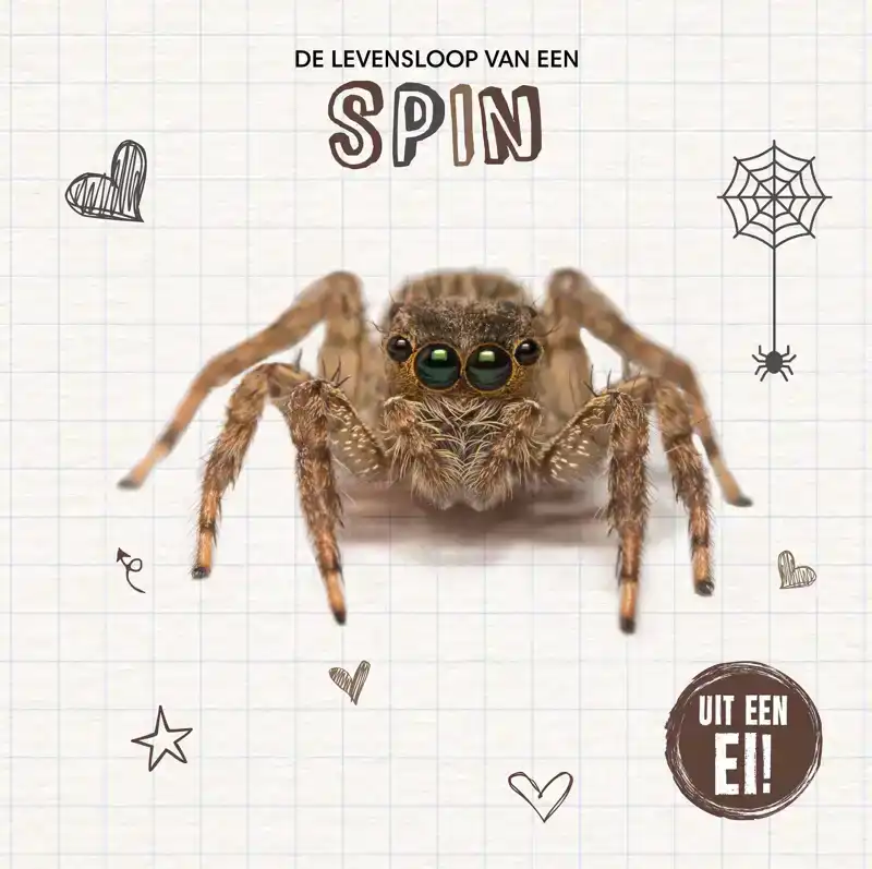 DE LEVENSLOOP VAN EEN SPIN