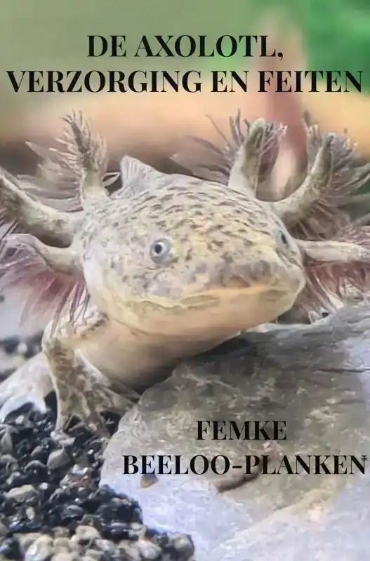 DE AXOLOTL, VERZORGING EN FEITEN