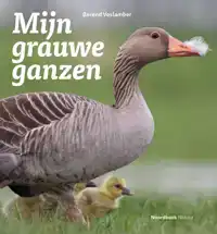 MIJN GRAUWE GANZEN