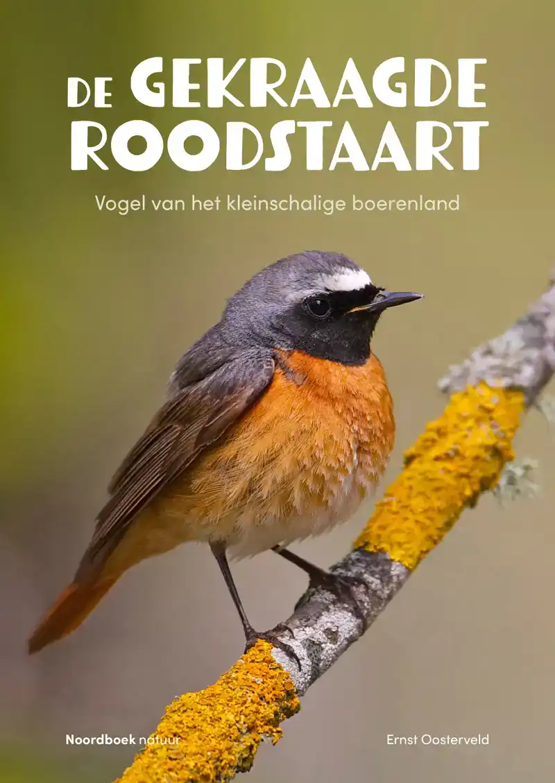 DE GEKRAAGDE ROODSTAART