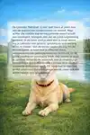 ALLES OVER DE LABRADOR RETRIEVER