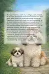 ALLES OVER DE SHIH TZU