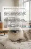 ALLES OVER DE RAGDOLL KAT