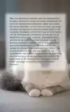 ALLES OVER DE HEILIGE BIRMAAN