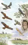 VAN VALK TOT UIL - ALLE ROOFVOGELS VAN NEDERLAND