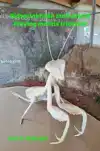 BIDSPRINKHAAN STELT ATTENT - PRAYING MANTIS TRICKSTER
