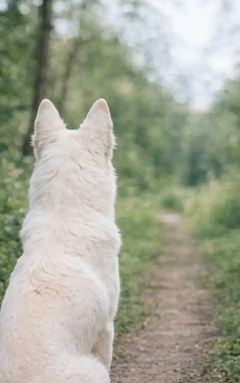 ALLES OVER DE WITTE HERDER