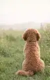 ALLES OVER DE COCKAPOO