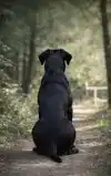 ALLES OVER DE CANE CORSO