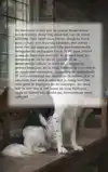 ALLES OVER DE MARKIESJE