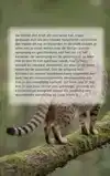 ALLES OVER DE OCICAT