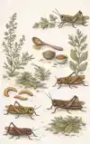 ALLES OVER INSECTEN ETEN