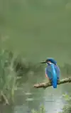 ALLES OVER IJSVOGELS
