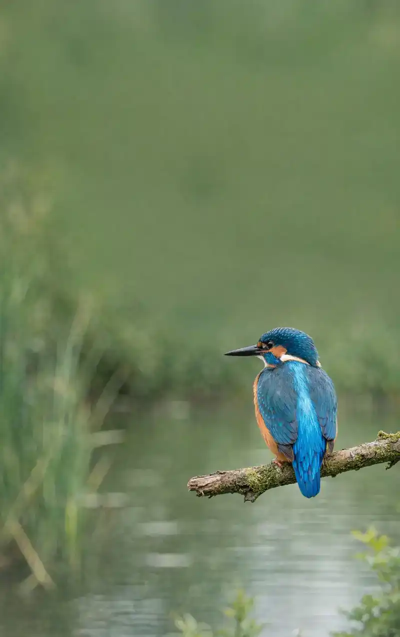 ALLES OVER IJSVOGELS