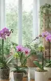 ALLES OVER ORCHIDEEEN