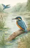 ALLES OVER DE IJSVOGEL