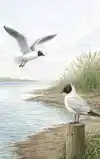 ALLES OVER KOKMEEUWEN