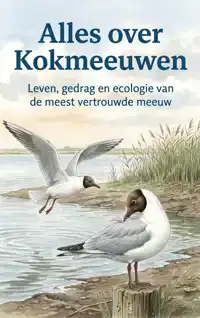 ALLES OVER KOKMEEUWEN