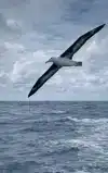ALLES OVER DE ALBATROS