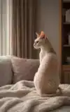 ALLES OVER DE CORNISH REX