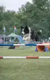 ALLES OVER HONDENAGILITY
