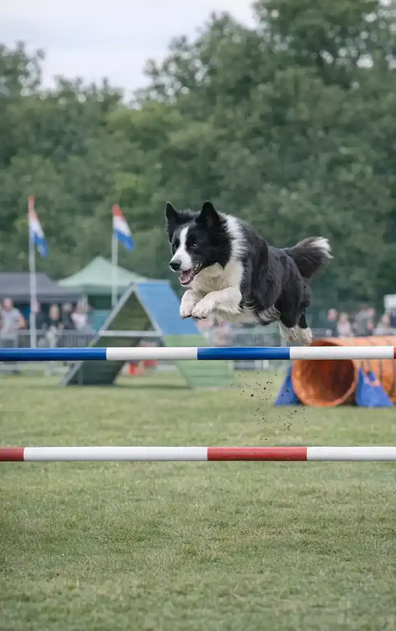 ALLES OVER HONDENAGILITY