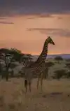 ALLES OVER GIRAFFEN