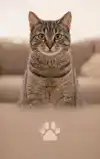 ALLES OVER KATTENGEDRAG LEZEN
