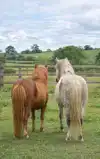 ALLES OVER PONY'S