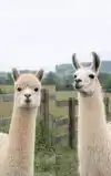 ALLES OVER ALPACA'S EN LAMA'S