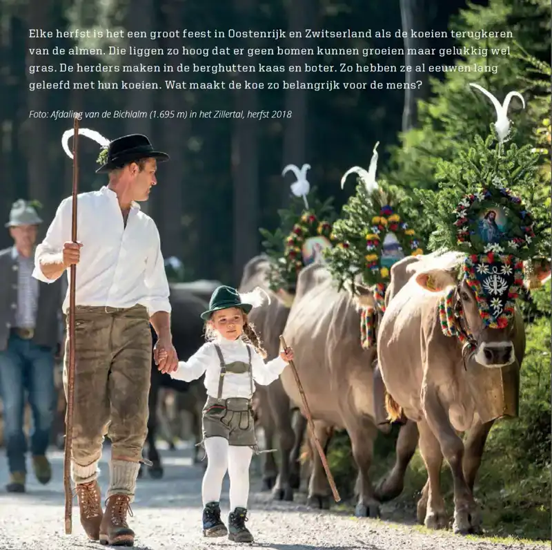 DE KOE, MILIEURAMP OF GODSGESCHENK?