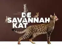 DE SAVANNAH KAT